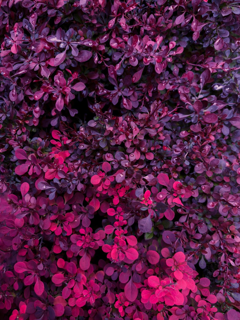 Burgundy's Hostile Takeover: How One Color Consumed Three Seasons and Won't Let Go